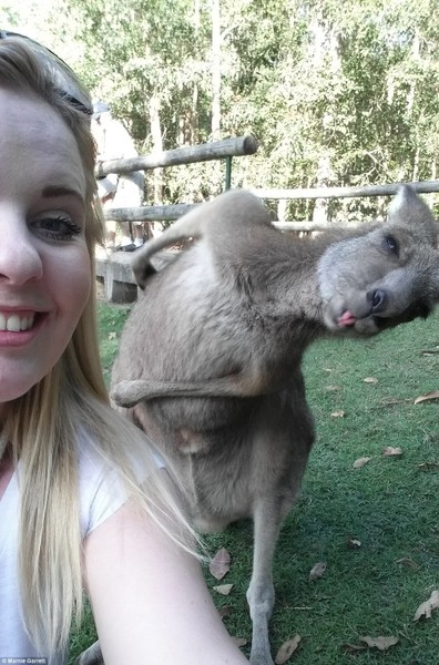 Một du khách người Anh đã bị một chú kangaroo "photobomb" (chụp ké) trong bức ảnh chụp tại vườn thú Australia, bờ biển Sunshine, Queensland. Bức  ảnh động vật dễ thương nhanh chóng được lan truyền, và thậm chí có mặt trên chương trình buổi sáng Sunrise của kênh truyền hình Seven của Australia. (Nguồn: Daily Mail Australia)